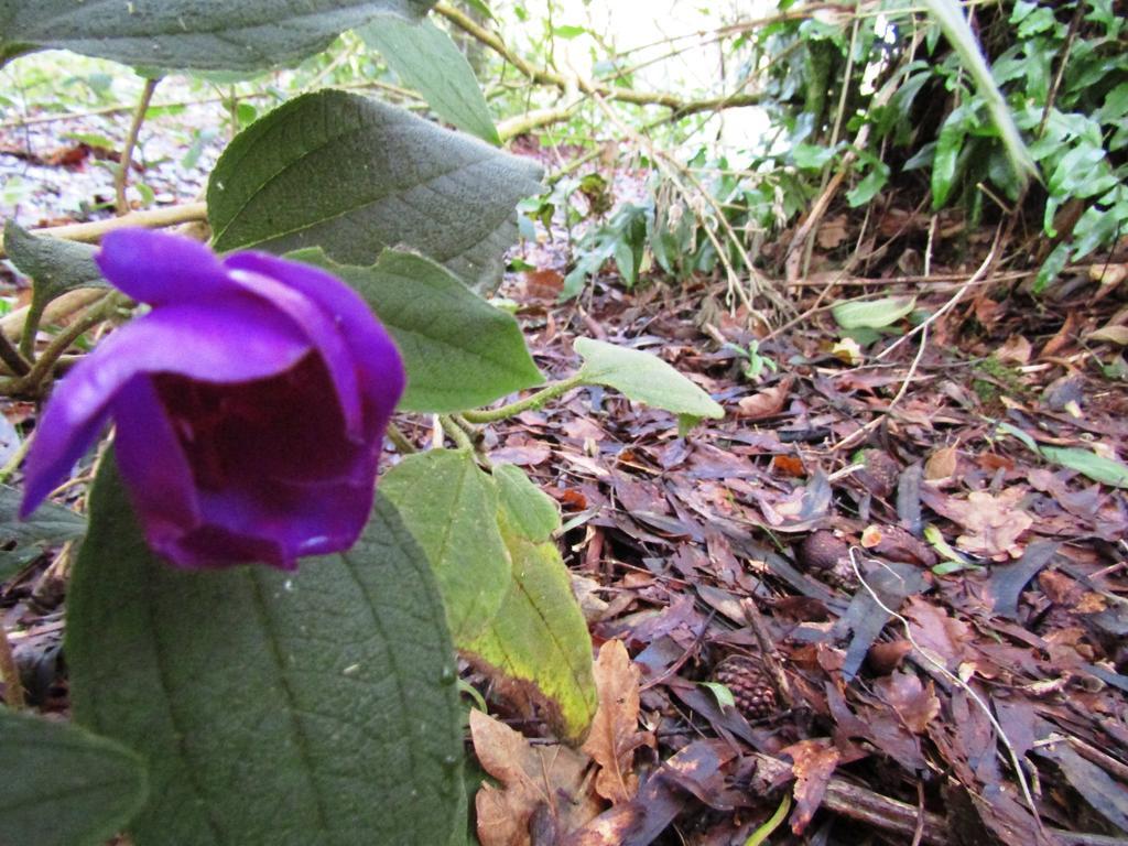 Greenstone Retreat Kumara Luaran gambar